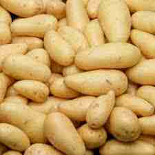  pd terre primeur 2026